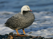 SWANS AND GEESE